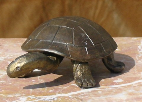 tortue terre