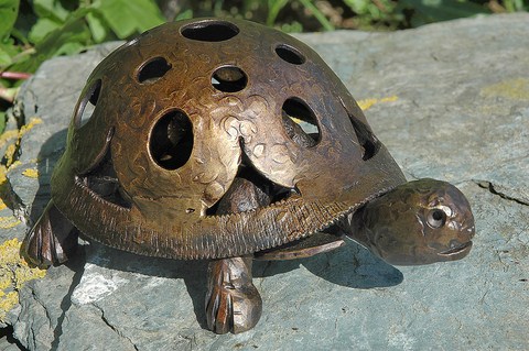 tortue terre2
